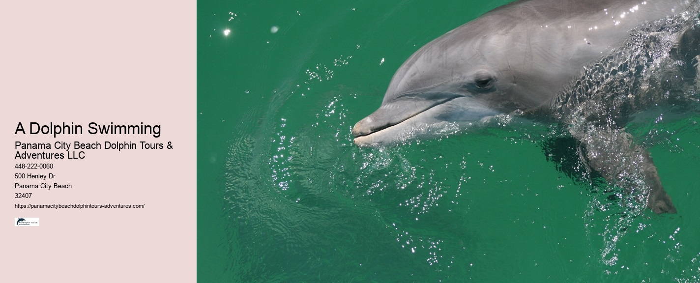 Dolphin Snorkeling Adventures Departing From Split