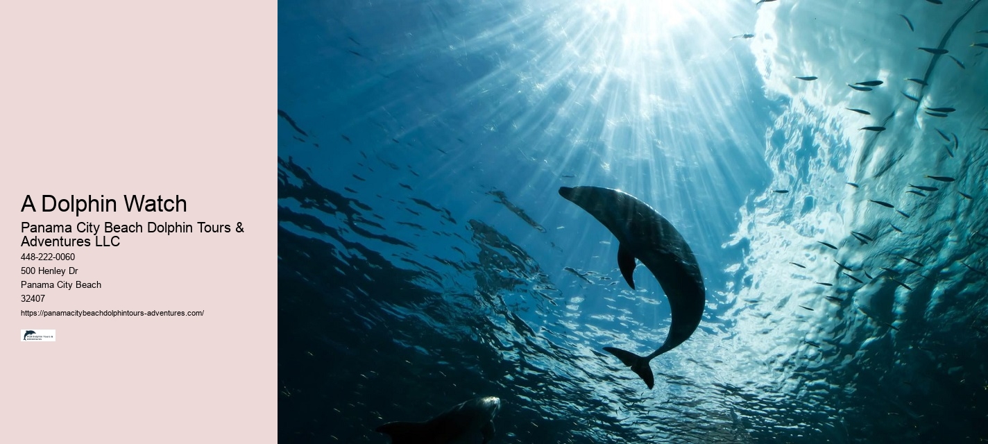 Dolphin Adventure Tours PCB