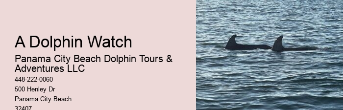 Redcliffe Dolphin Tours