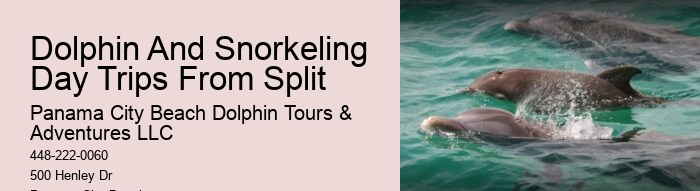 PCB Dolphin Watching Experiences
