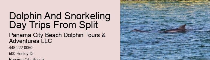 Panama City Dolphin Tours