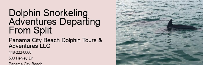 Guided Dolphin Encounter with Snorkeling