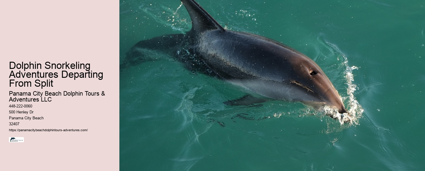Can You Wear Sunscreen When Swimming With Dolphins
