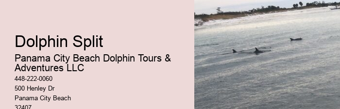 Dolphin Tour
