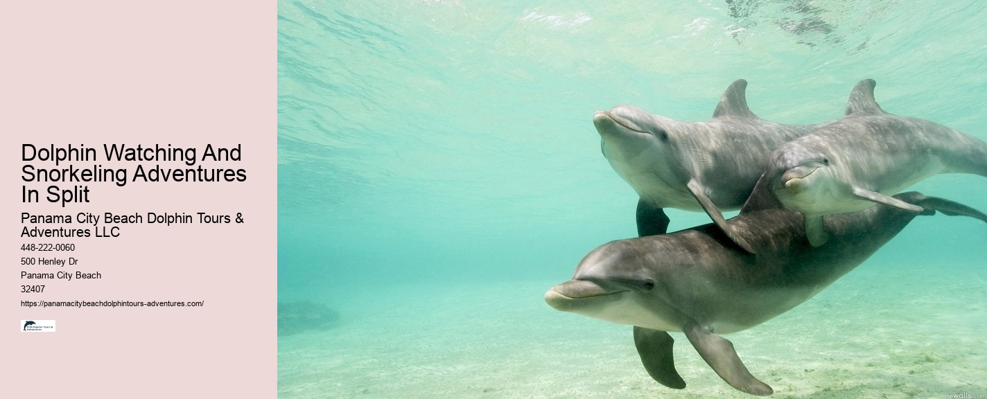 Dolphin watching trips at Panama City Beach