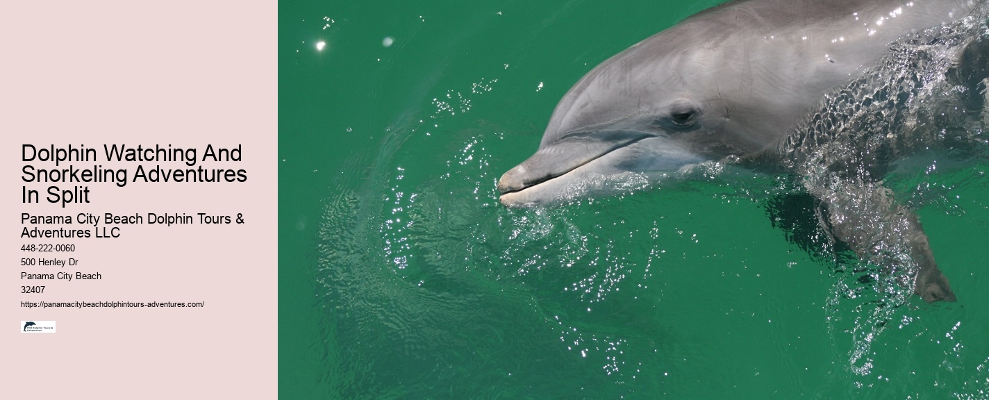 Dolphin And Snorkeling Tours Panama City Beach