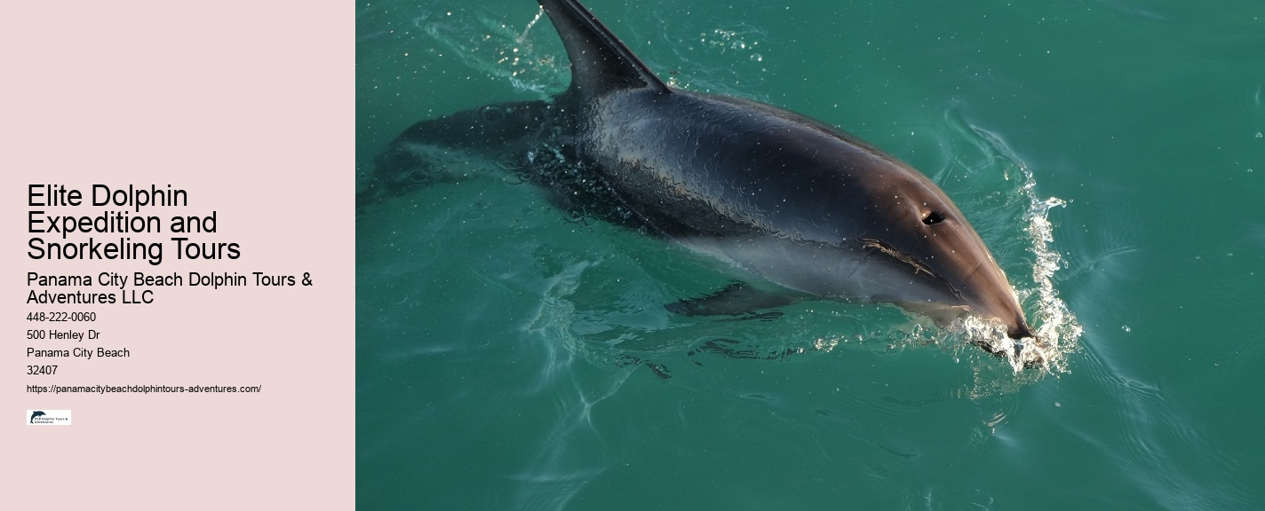 Can I Swim With Dolphins If I Can't Swim