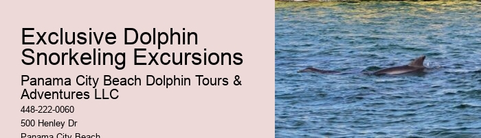 Paradise Dolphin Tours
