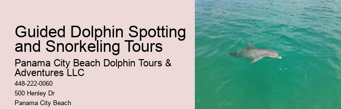 Luxury Dolphin Safari with Snorkeling