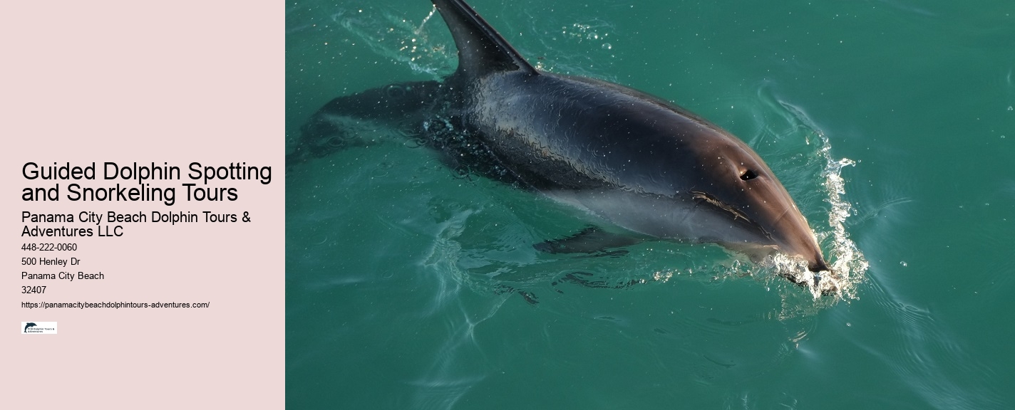 What To Know Before Swimming With Dolphins
