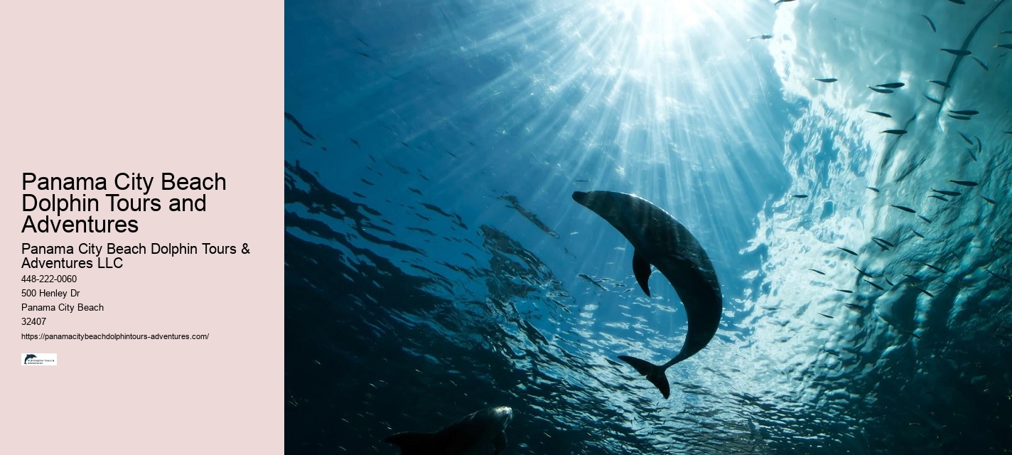 Dolphin discovery voyages in Panama City Beach
