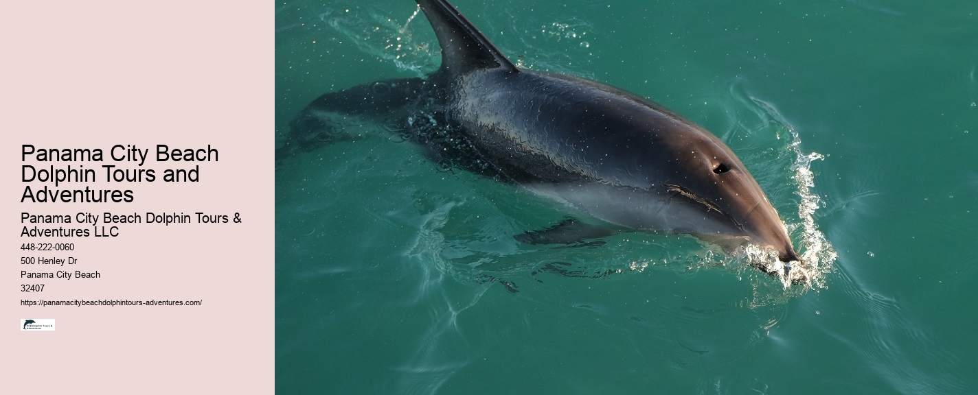 Panama City Beach dolphin expeditions