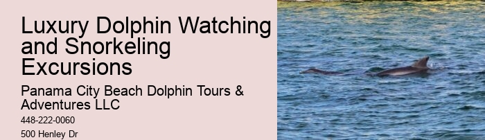 Water Planet Dolphin Swim Tours Panama City Beach Fl