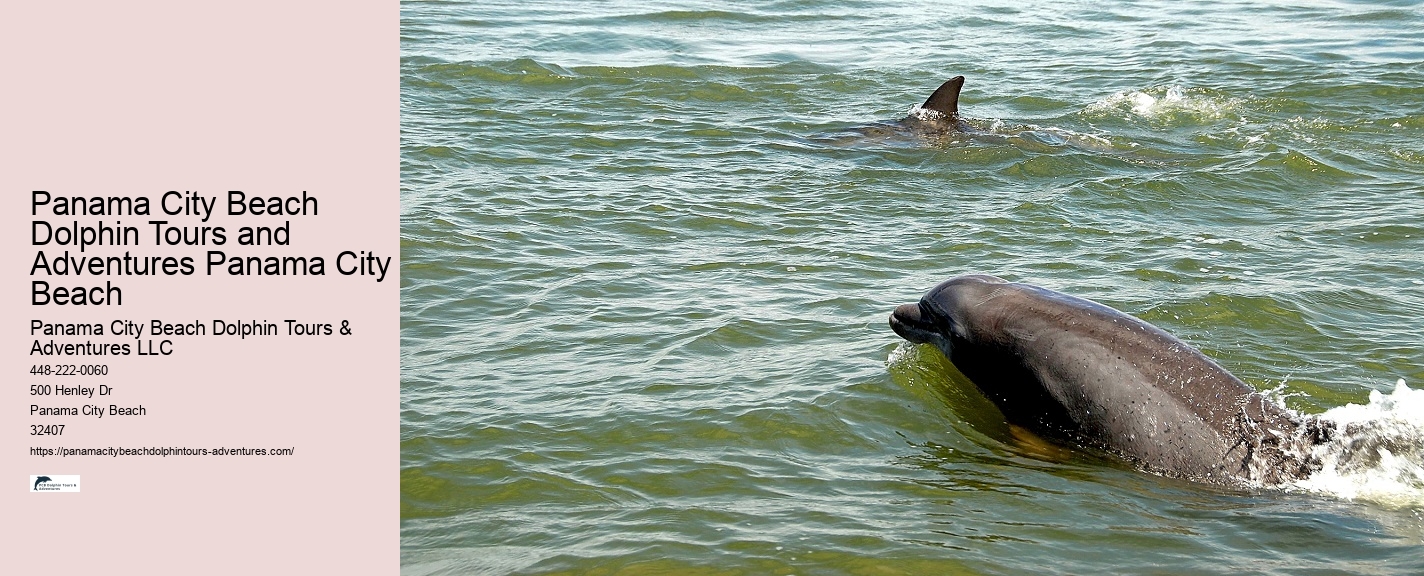 Salty Dogs Dolphin And Adventure Tours
