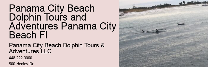 Elite Dolphin Spotting and Snorkeling Tours