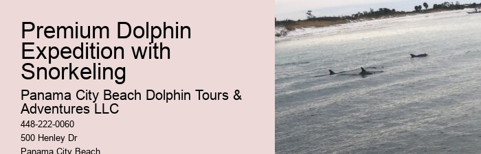 Tips And Advice For Swimming With Dolphins
