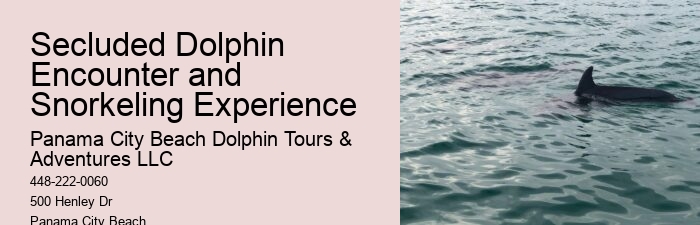 Why Do Dolphins Follow Boats