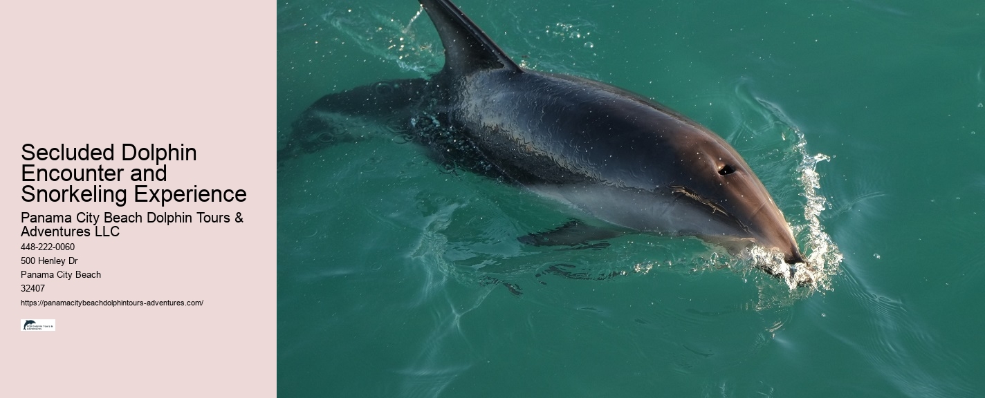 Premium Dolphin Expedition with Snorkeling