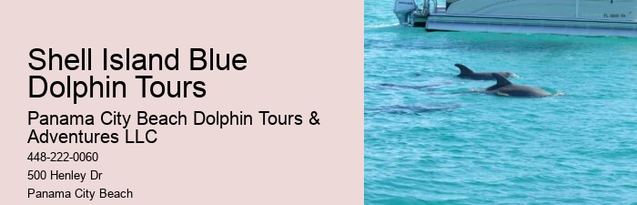 Luxury Dolphin Watching and Snorkeling Tours