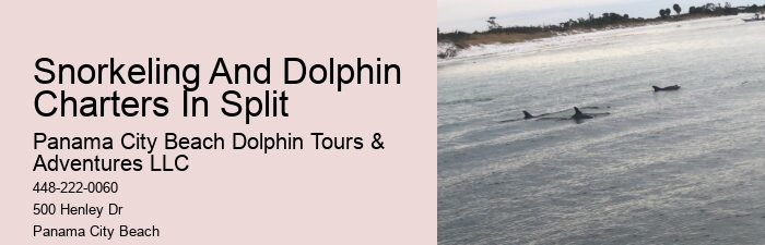 Elite Dolphin Expedition and Snorkeling Tours