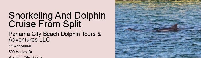Split Charter Dolphin Snorkeling