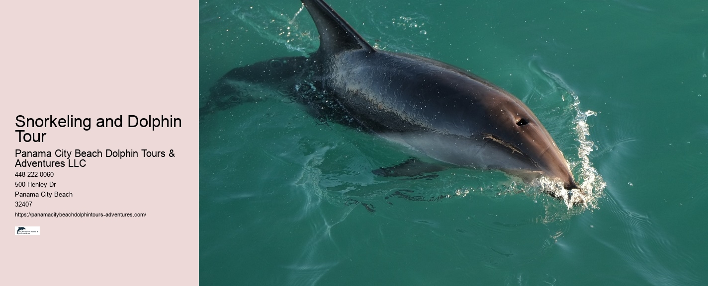 Split Thrilling Snorkeling And Dolphin Watching Charters