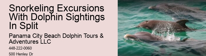 Closest Dolphin Tour Near Me