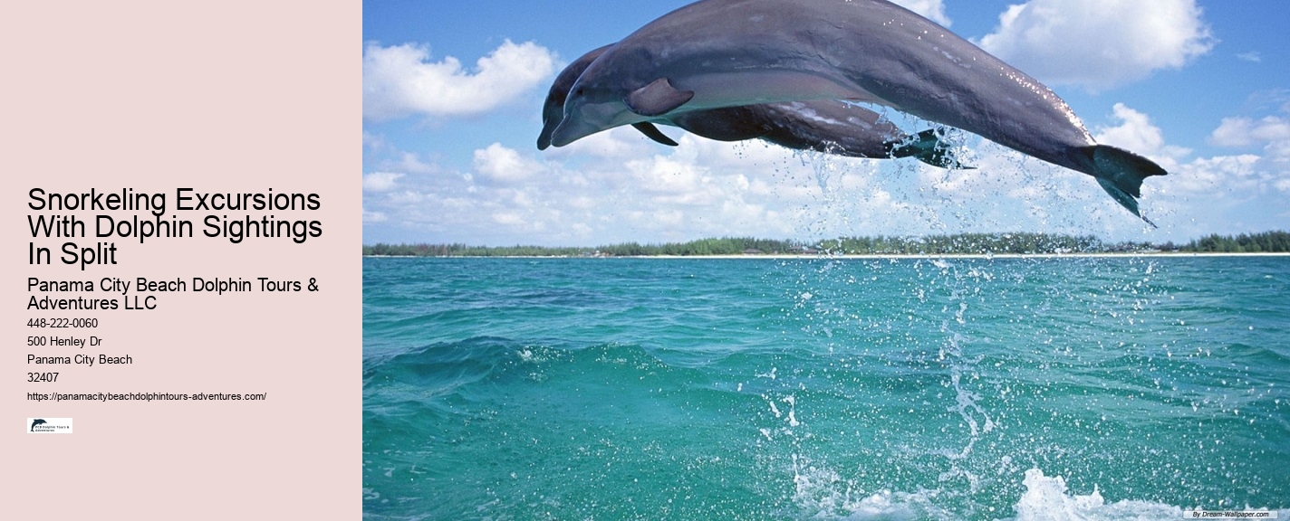 Premium Dolphin Spotting with Snorkeling