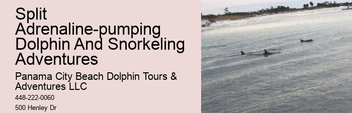 Dolphin Excursions Snorkel Adventure