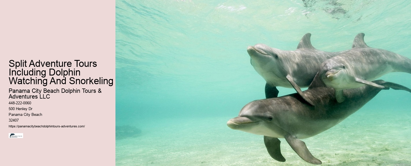Guided Dolphin Watching and Snorkeling Trips