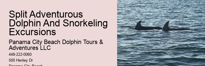 Small Group 2 Hour Dolphin Cruise With Snorkeling To