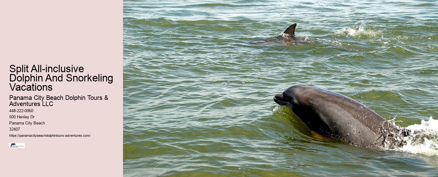 2 Hours Private Dolphin And Snorkeling Tours
