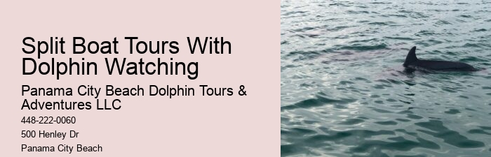 Split Wildlife Tours Featuring Dolphin Encounters And Snorkeling