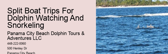 Panama City Beach Florida Dolphin Swim