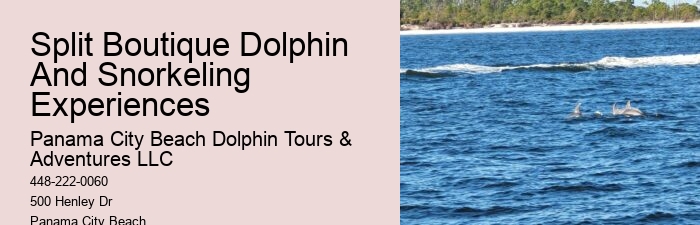 Exclusive Dolphin Exploration with Snorkeling