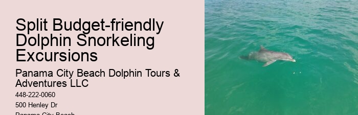 Custom Dolphin Swim and Snorkeling Trips