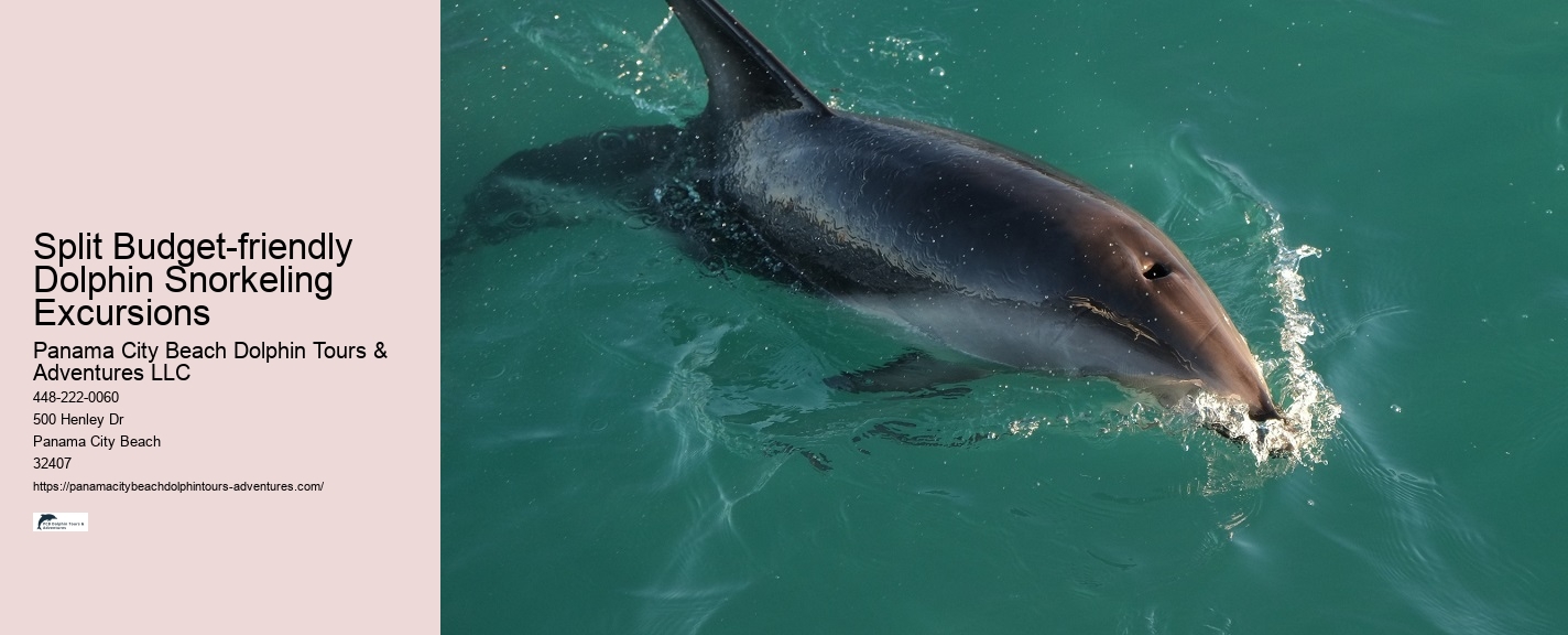 Dolphin Swim
