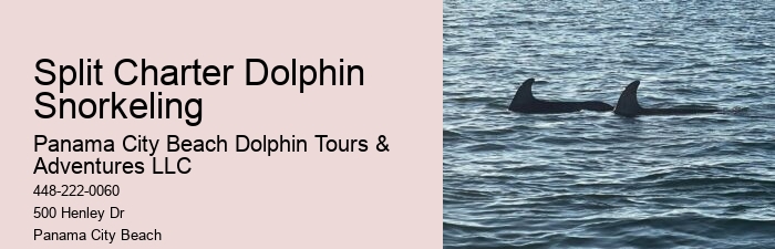 What Beach In Florida Has The Most Dolphins