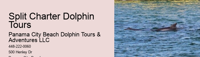 How Deep Is The Water When You Swim With Dolphins