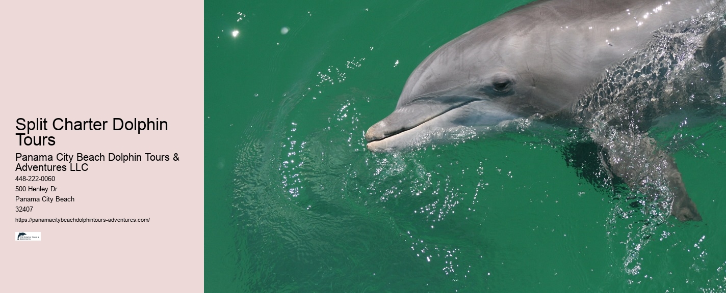 What Does It Mean If A Dolphin Is Circling You