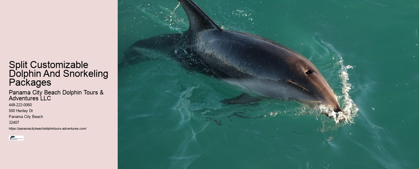 Exclusive Dolphin Snorkeling Excursions