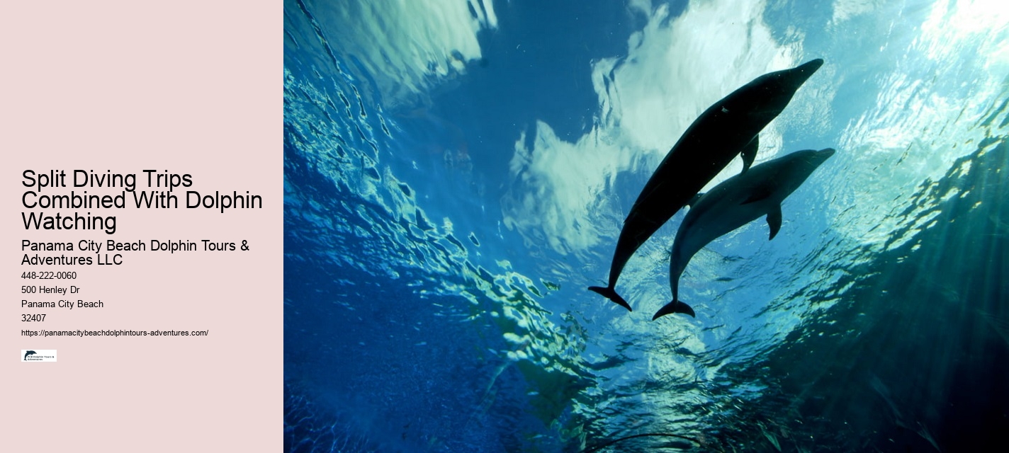 How Much Does It Cost To Swim With Dolphins In Panama City