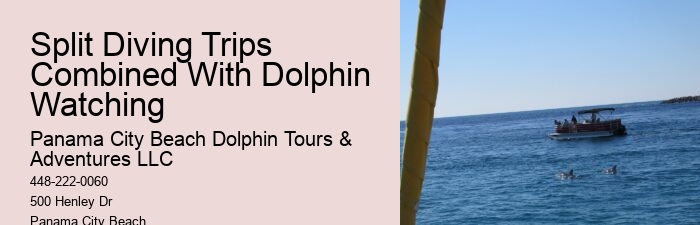 Premium Dolphin Encounter and Snorkeling Adventures