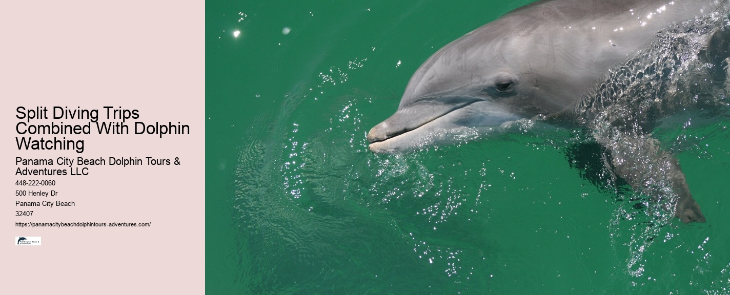 What Time Of Day Are Dolphins Most Active