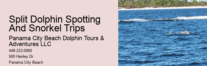 Dolphin Tours Near Me