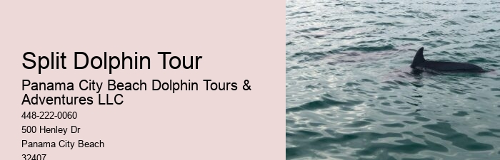Dolphin Tours Redington Beach Fl