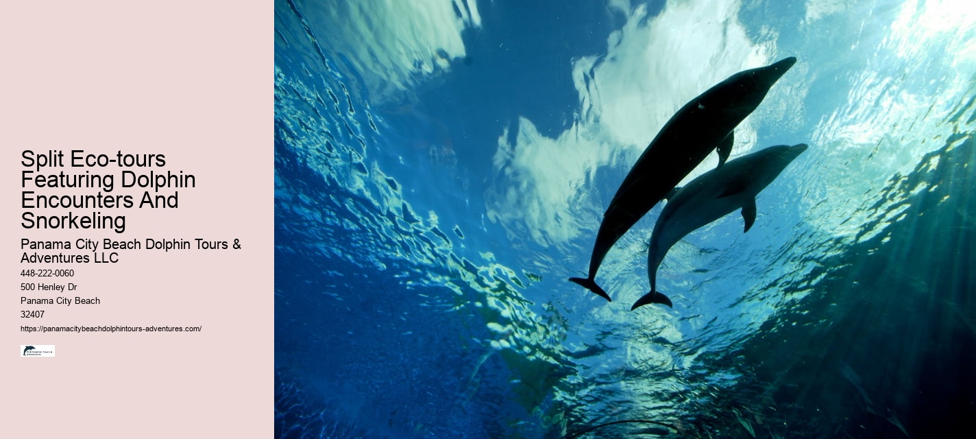 Why You Shouldn't Swim With Dolphins