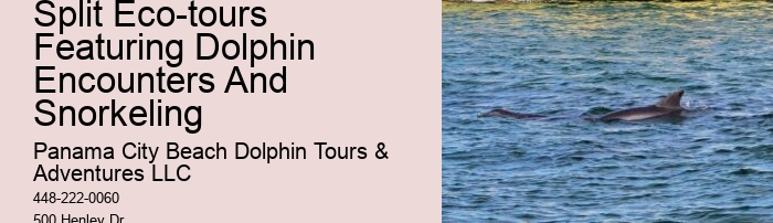 Can You Swim With The Dolphins If You Don T Know How To Swim