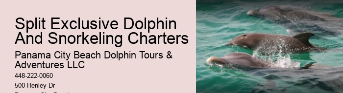 Dolphin Tours Tybee Island