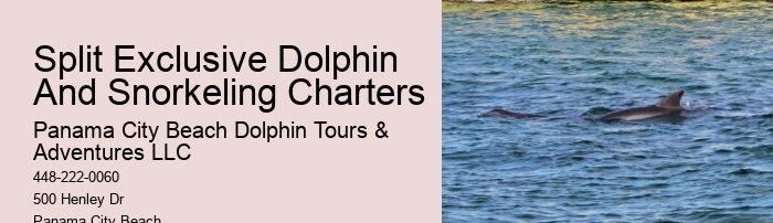 Deluxe Dolphin Encounter with Snorkeling